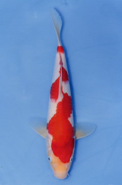 MARUDO JUMBO TOSAI 12"-14" CERTIFICATE KOI #88