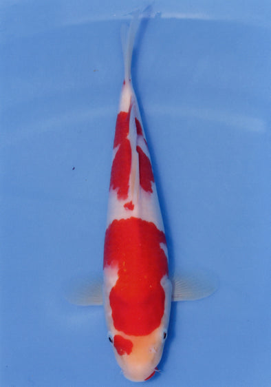 MARUDO JUMBO TOSAI 12"-14" CERTIFICATE KOI #89