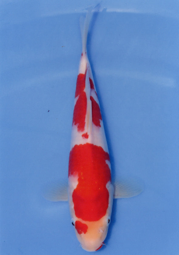 MARUDO JUMBO TOSAI 12"-14" CERTIFICATE KOI #89
