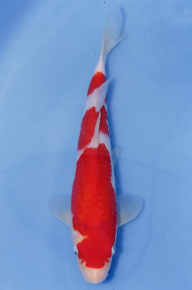 MARUDO JUMBO TOSAI 12"-14" CERTIFICATE KOI #90