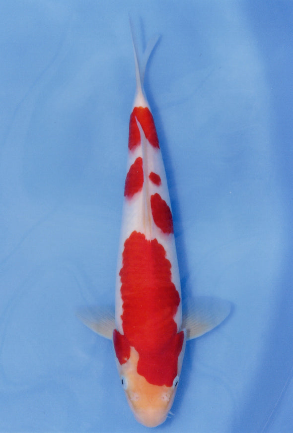 MARUDO JUMBO TOSAI 12"-14" CERTIFICATE KOI #91