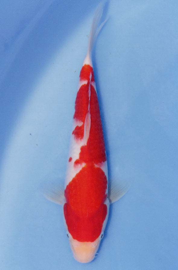 MARUDO JUMBO TOSAI 12"-14" CERTIFICATE KOI #92