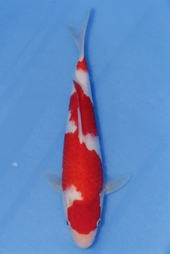 MARUDO JUMBO TOSAI 12"-14" CERTIFICATE KOI #93