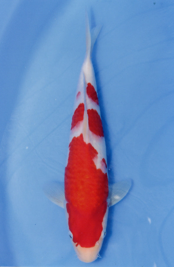 MARUDO JUMBO TOSAI 12"-14" CERTIFICATE KOI #94