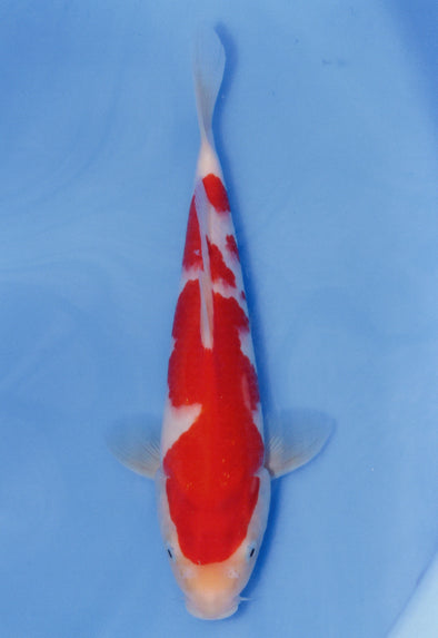 MARUDO JUMBO TOSAI 12"-14" CERTIFICATE KOI #95