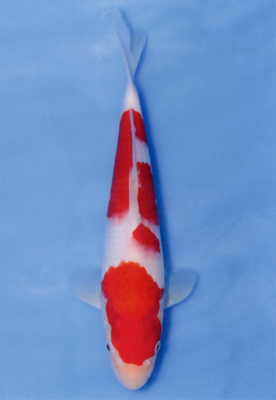 MARUDO JUMBO TOSAI 12"-14" CERTIFICATE KOI #96