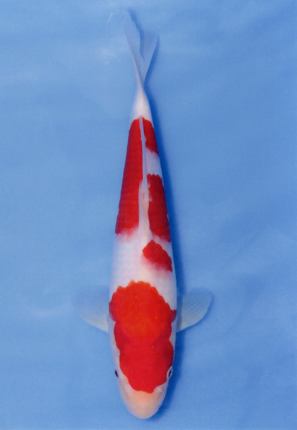 MARUDO JUMBO TOSAI 12"-14" CERTIFICATE KOI #96