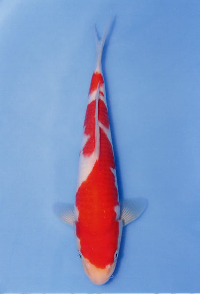 MARUDO JUMBO TOSAI 12"-14" CERTIFICATE KOI #97