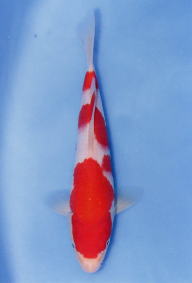 MARUDO JUMBO TOSAI 12"-14" CERTIFICATE KOI #98