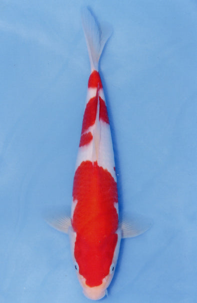 MARUDO JUMBO TOSAI 12"-14" CERTIFICATE KOI #99