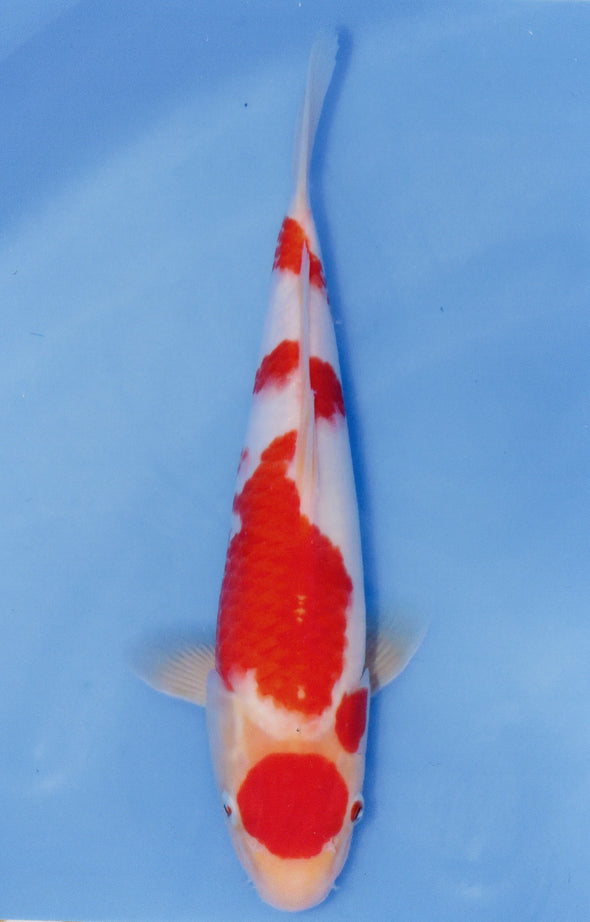 MARUDO JUMBO TOSAI 10"-13" CERTIFICATE KOI #100