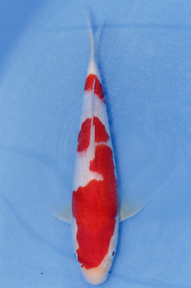 MARUDO JUMBO TOSAI 10"-13" CERTIFICATE KOI #101