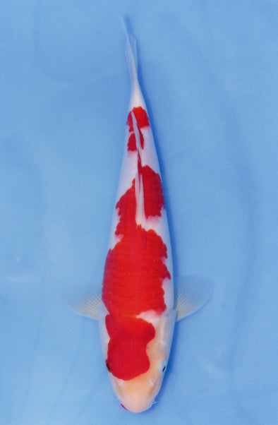 MARUDO JUMBO TOSAI 10"-13" CERTIFICATE KOI #102