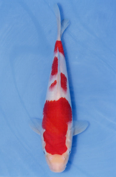 MARUDO JUMBO TOSAI 10"-13" CERTIFICATE KOI #103