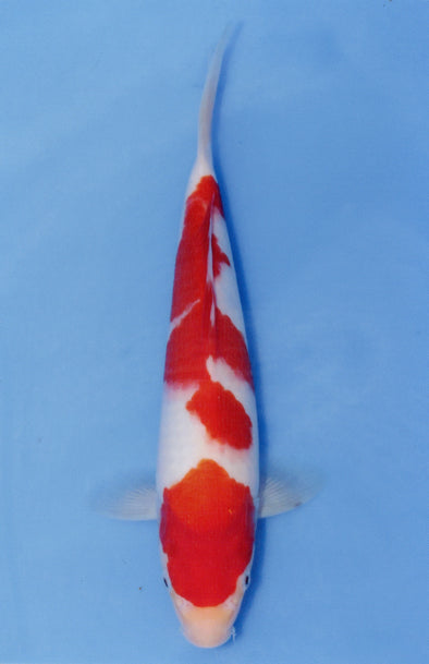 MARUDO JUMBO TOSAI 10"-13" CERTIFICATE KOI #105