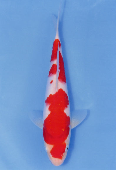MARUDO JUMBO TOSAI 10"-13" CERTIFICATE KOI #104