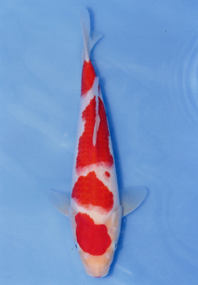 MARUDO JUMBO TOSAI 10"-13" CERTIFICATE KOI #106