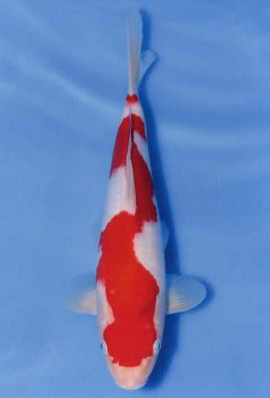 MARUDO JUMBO TOSAI 10"-13" CERTIFICATE KOI #108