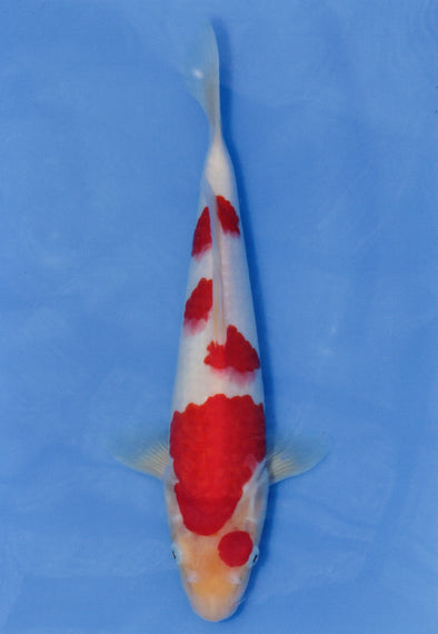 MARUDO JUMBO TOSAI 10"-13" CERTIFICATE KOI #109