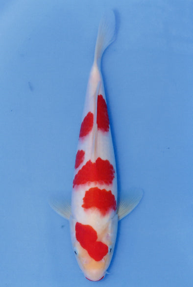 MARUDO JUMBO TOSAI 10"-13" CERTIFICATE KOI #110