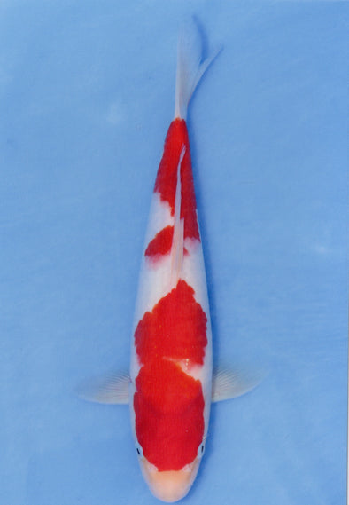 MARUDO JUMBO TOSAI 10"-13" CERTIFICATE KOI #111