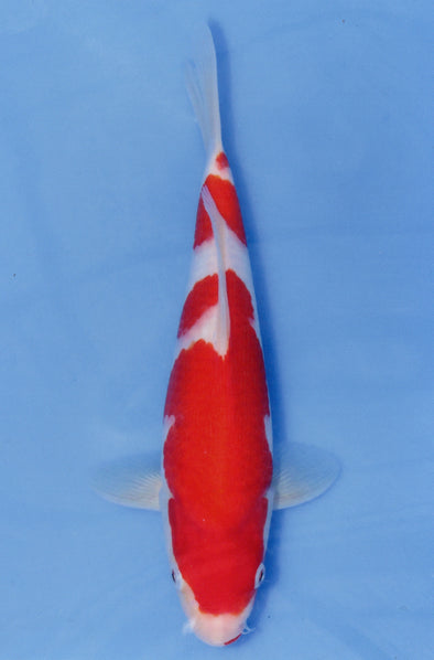 MARUDO JUMBO TOSAI 10"-13" CERTIFICATE KOI #112