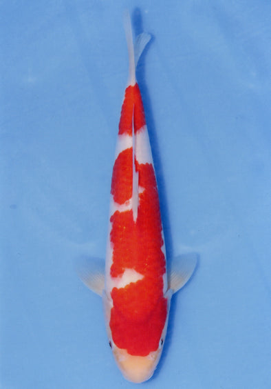 MARUDO JUMBO TOSAI 10"-13" CERTIFICATE KOI #113