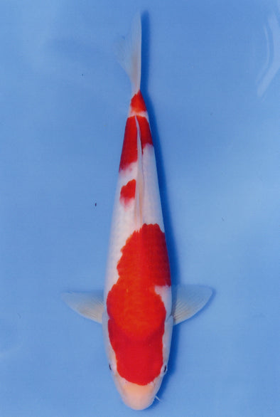 MARUDO JUMBO TOSAI 10"-13" CERTIFICATE KOI #114