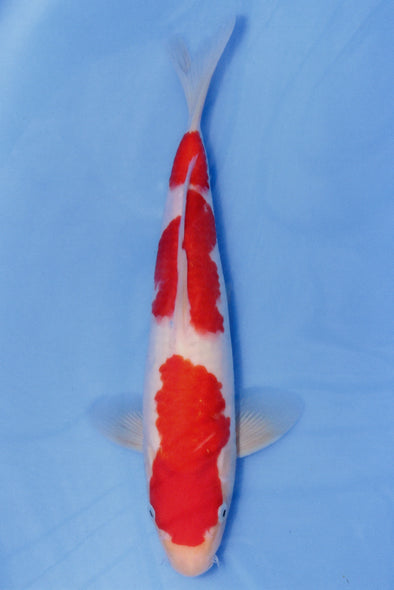 MARUDO JUMBO TOSAI 10"-13" CERTIFICATE KOI #115