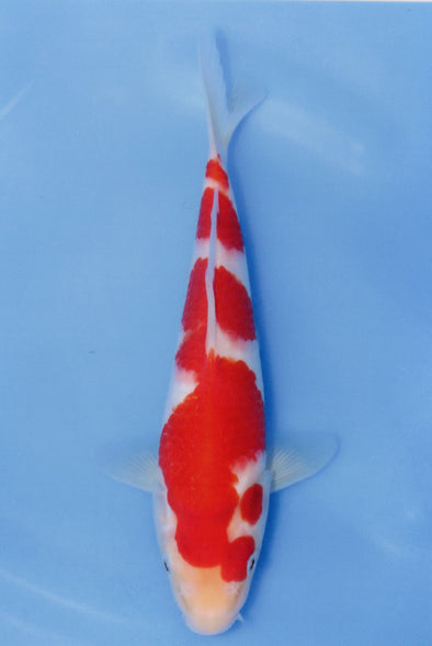 MARUDO JUMBO TOSAI 10"-13" CERTIFICATE KOI #116