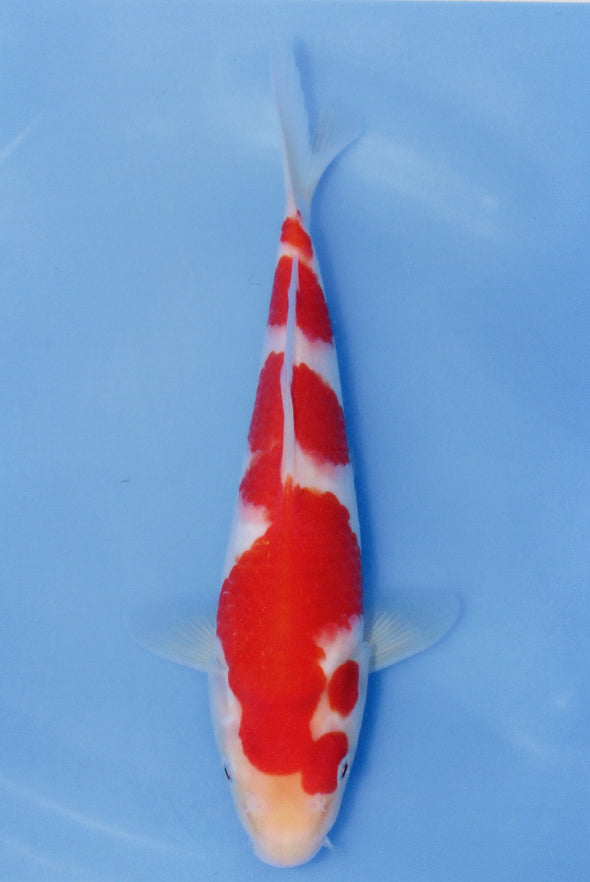 MARUDO JUMBO TOSAI 10"-13" CERTIFICATE KOI #116