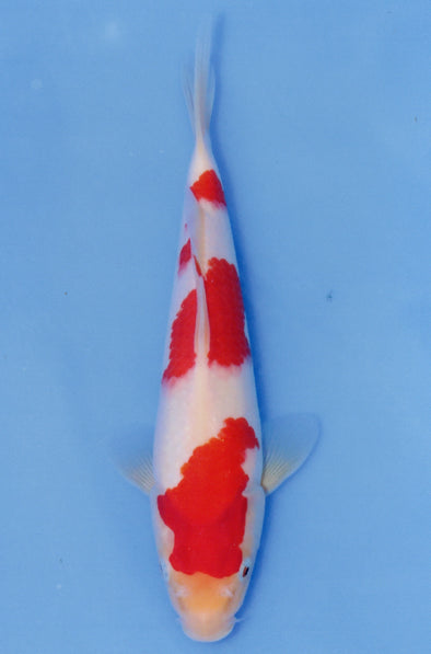 MARUDO JUMBO TOSAI 10"-13" CERTIFICATE KOI #117