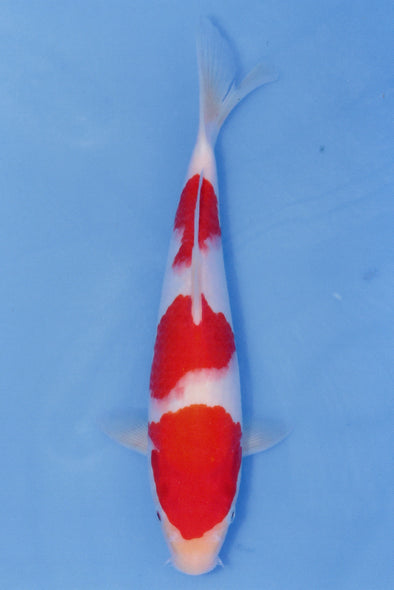 MARUDO JUMBO TOSAI 10"-13" CERTIFICATE KOI #118