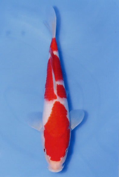 MARUDO JUMBO TOSAI 10"-13" CERTIFICATE KOI #119