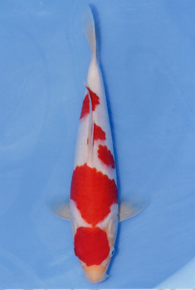 MARUDO JUMBO TOSAI 10"-13" CERTIFICATE KOI #120