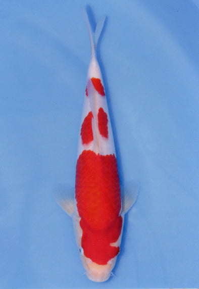 MARUDO JUMBO TOSAI 10"-13" CERTIFICATE KOI #121