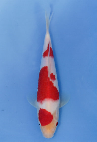 MARUDO JUMBO TOSAI 10"-13" CERTIFICATE KOI #123