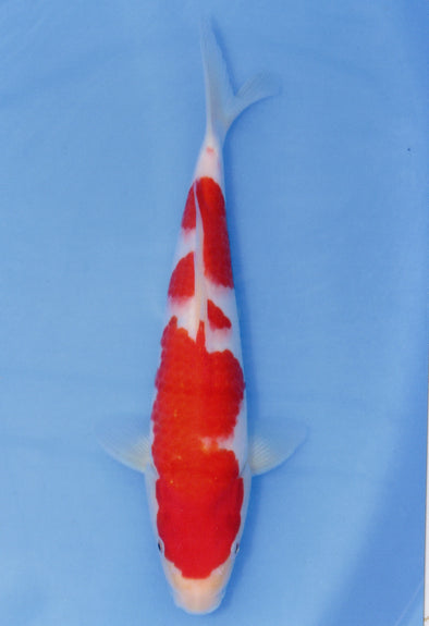 MARUDO JUMBO TOSAI 10"-13" CERTIFICATE KOI #124