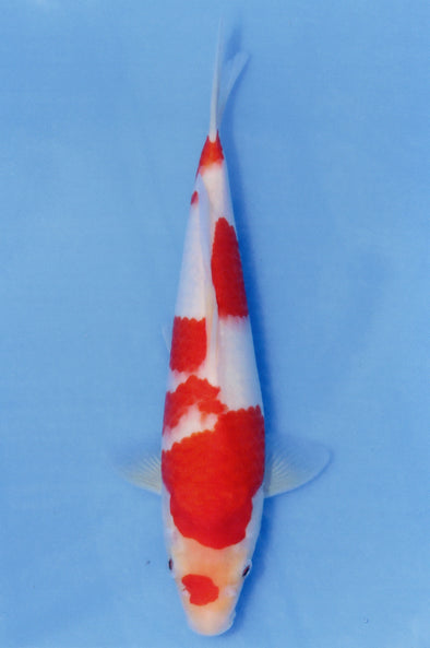 MARUDO JUMBO TOSAI 10"-13" CERTIFICATE KOI #125