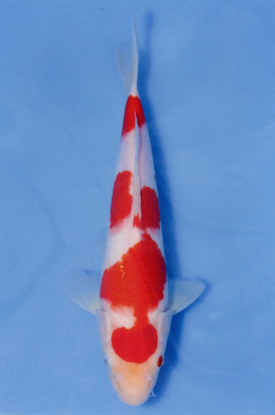 MARUDO JUMBO TOSAI 10"-13" CERTIFICATE KOI #126