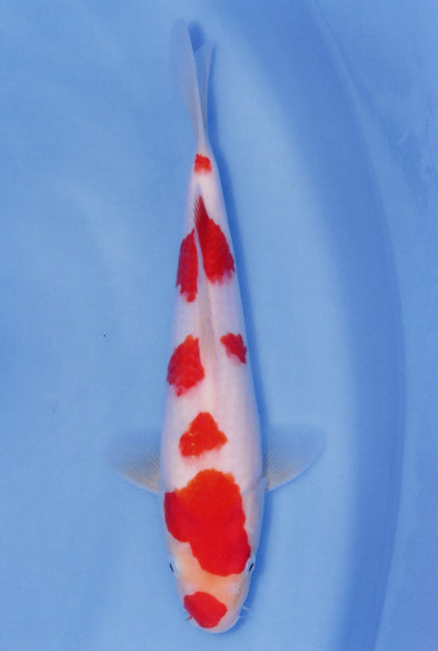 MARUDO JUMBO TOSAI 10"-13" CERTIFICATE KOI #127