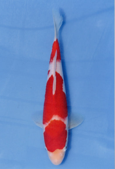 MARUDO JUMBO TOSAI 10"-13" CERTIFICATE KOI #128