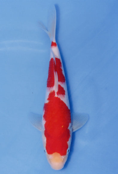 MARUDO JUMBO TOSAI 10"-13" CERTIFICATE KOI #129