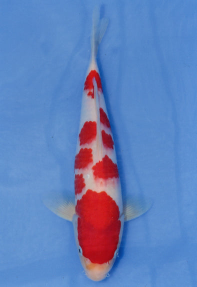 MARUDO JUMBO TOSAI 10"-13" CERTIFICATE KOI #130