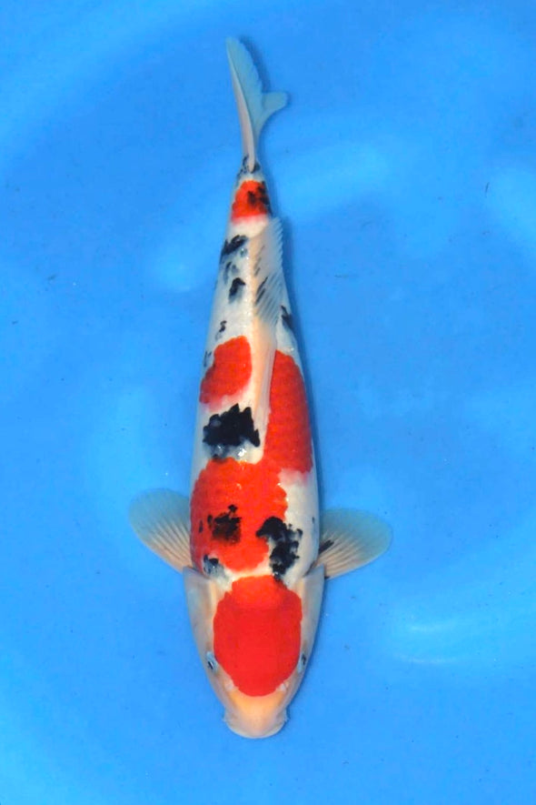 DAINICHI BLOODLINE TATEGOI FEMALE MARUTEN SANKE 16”