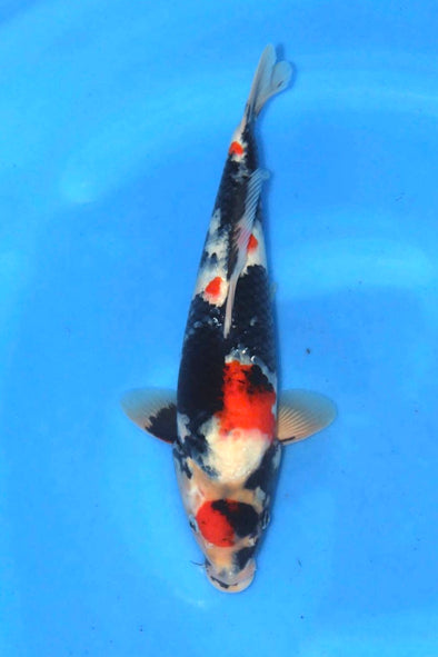 DAINICHI BLOODLINE SHOWA 17” FEMALE