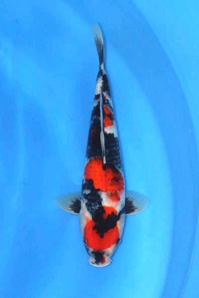 DAINICHI BLOODLINE SHOWA 16” FEMALE