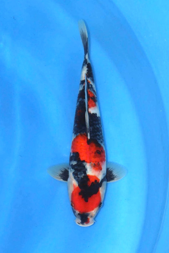 DAINICHI BLOODLINE SHOWA 16” FEMALE