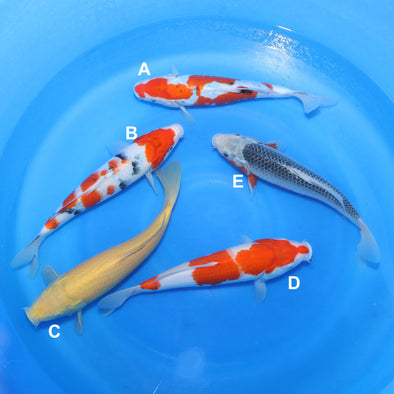YAGENJI 13"-14" BOWL 6