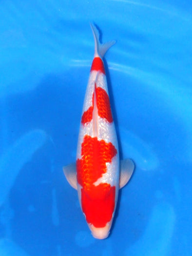SAITO GINRIN KOHAKU #7